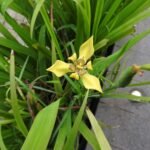 Buy Neomarica longifolia - yellow iris - Live Plant Online 
Shopping for Sale