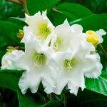 Buy Nepal Trumpet Flower - Air layered, Easter Lily Vine, Heralds 
Trumpet, Beaumontia grandiflora, gulmanjari, swari phool - Live 
plant online shopping for sale