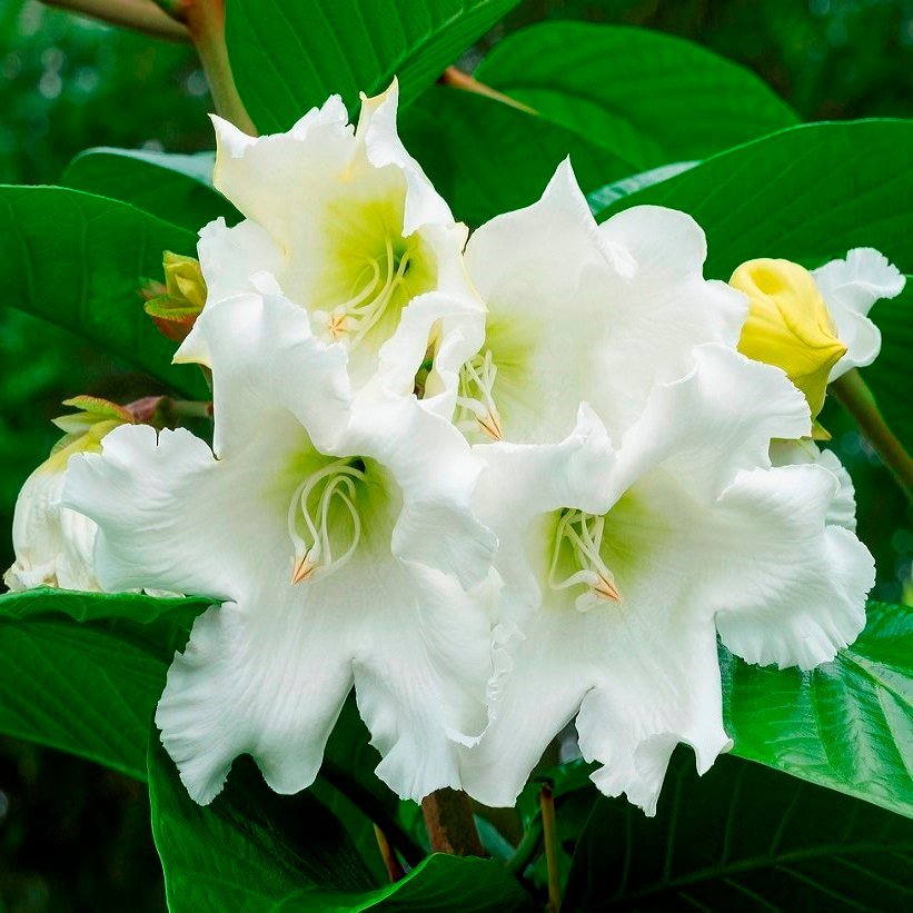 Nepal_Trumpet_Flower.jpg Buy Nepal Trumpet Flower - Air layered, Easter Lily Vine, Heralds
Trumpet, Beaumontia grandiflora, gulmanjari, swari phool - Live
plant online shopping for sale - Image 1