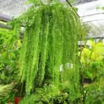 Buy Nephrolepis sp - Live Plant Online Shopping for Sale