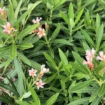 Buy Nerium oleander - Dwarf - Live Plant Online Shopping for Sale