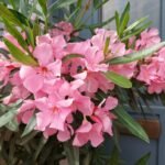 Buy Nerium oleander - pink - Live Plant Online Shopping for Sale