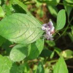 Buy Nilgirianthus ciliatus - Live Plant Online Shopping for Sale