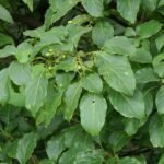 Buy Ghanera, kalkurinji, Nothapodytes Nimmoniana, Mappia Foetida 
- Live plant online shopping for sale