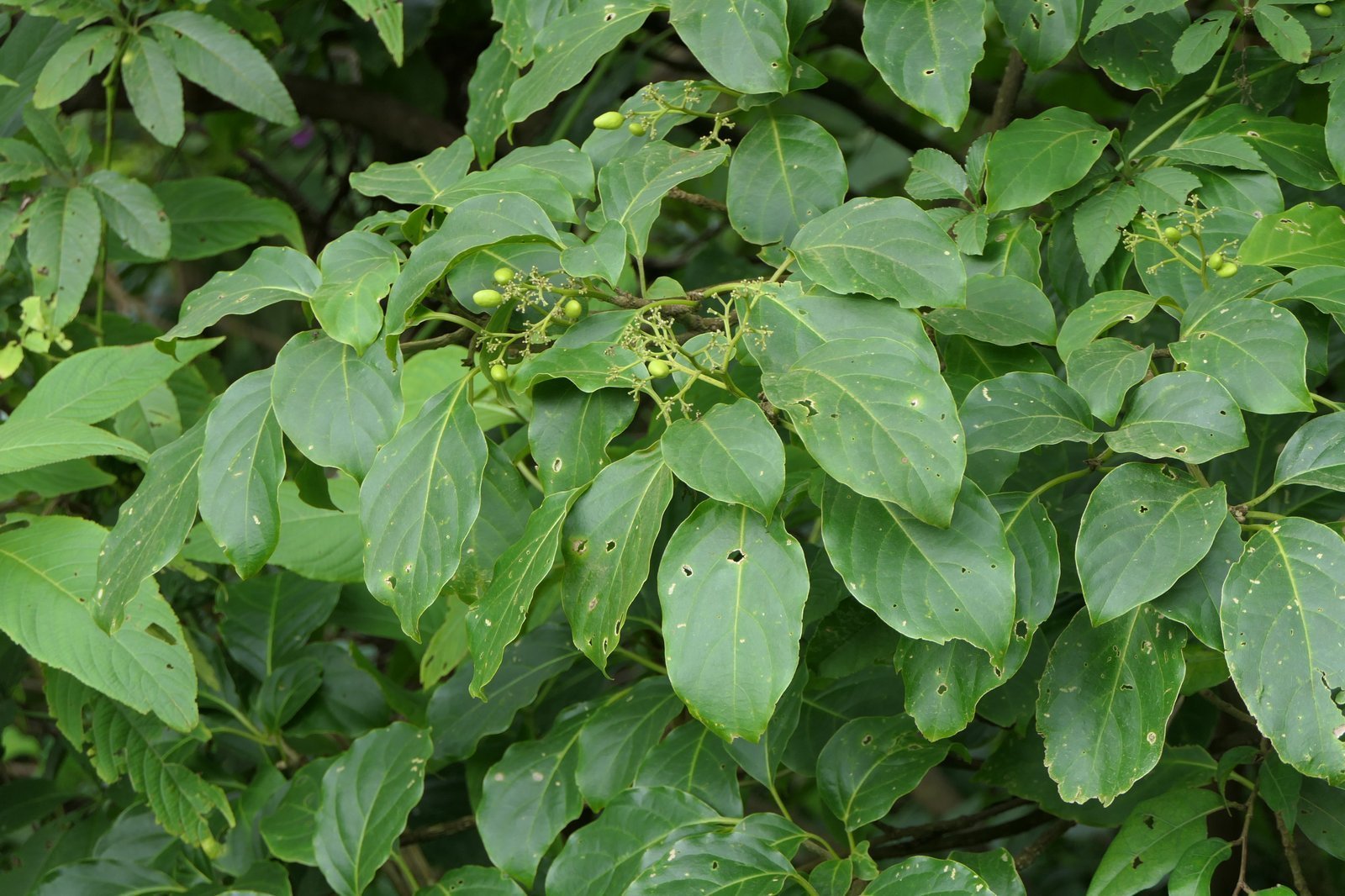 Nothapodytes_nimmoniana.jpg Buy Ghanera, kalkurinji, Nothapodytes Nimmoniana, Mappia Foetida
- Live plant online shopping for sale - Image 1