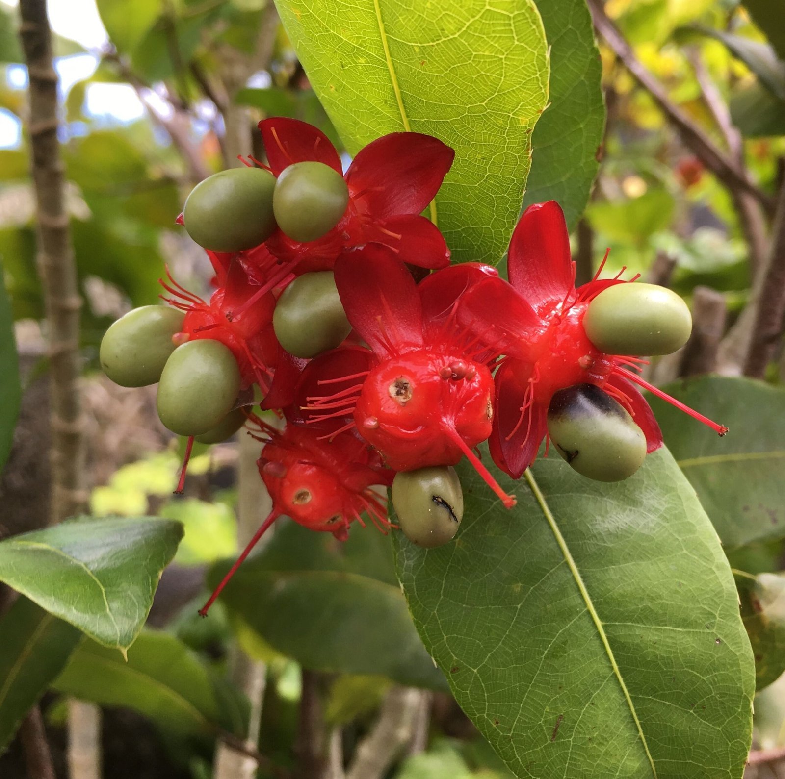 Ochna_thomasiana-scaled-1.jpg Buy Ochna thomasiana - Live Plant Online Shopping for Sale - Image 1
