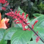 Buy Odontonema strictum - Live Plant Online Shopping for Sale