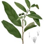 Buy Olax scandens - Live Plant Online Shopping for Sale