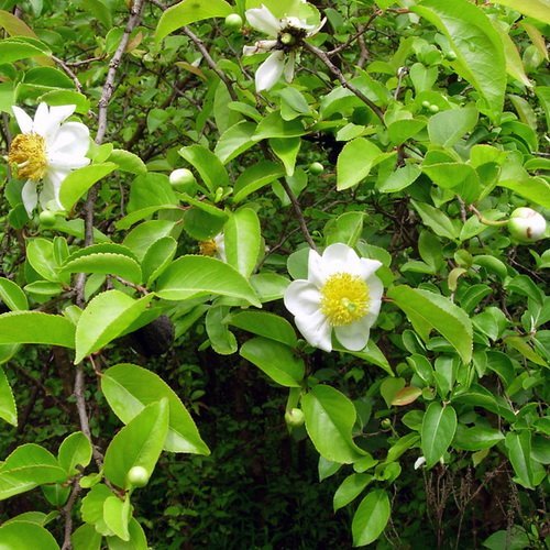 Oncoba_spinosa.jpg Buy Oncoba spinosa, fried egg tree, snuff box tree - Medicinal
live plant online shopping for sale - Image 1