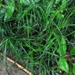 Buy Ophiopogon sp - Live Plant Online Shopping for Sale