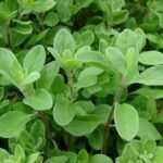 Buy Majorana hortensis, origanum majorana, Marjoram, sweet 
marjoram, knotted marjoram, murwa, sathra, Maruga, marwa, 
mijirikamy, ajanmasurabhi, marwa, Marikozhundhu, Chutanaccu, 
kuvalamayam, marzanjosh - Live plant online shopping for sale
