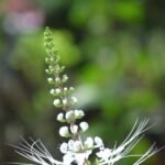 Buy Cats Whiskers, Java Tea, Kidney Tea Plant, Orthosiphon 
Aristatus, poonai meesai, பூனை மீசை - Live plant 
online shopping for sale