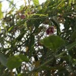 Buy Oxystelma esculentum - Live Plant Online Shopping for Sale