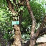 Buy Pachai karpooram, camphor tree, cinnamomum camphora, 
கற்பூரம் மரம், kapura, kapura maram, 
canramu, kapoor tree - online shopping for sale