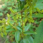 Buy Pachygone ovata - Live Plant Online Shopping for Sale