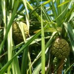 Buy Pandanus odoratissimus, thazhai, தாழை, screw pine, 
kaitha, जम्बूल, jambul - Live plant online shopping 
for sale