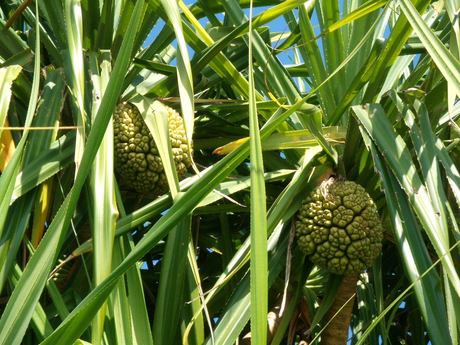 Pandanus_odoratissimus.jpg Buy Pandanus odoratissimus, thazhai, தாழை, screw pine,
kaitha, जम्बूल, jambul - Live plant online shopping
for sale - Image 1
