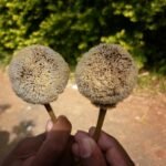 Buy Parkia biglandulosa - white - Live Plant Online Shopping for 
Sale