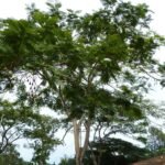 Buy Parkia timoriana, parkia javanica, parkia roxburghii, tree 
bean - Live plant online shopping for sale