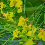 Buy Parkinsonia aculeata - Live Plant Online Shopping for Sale