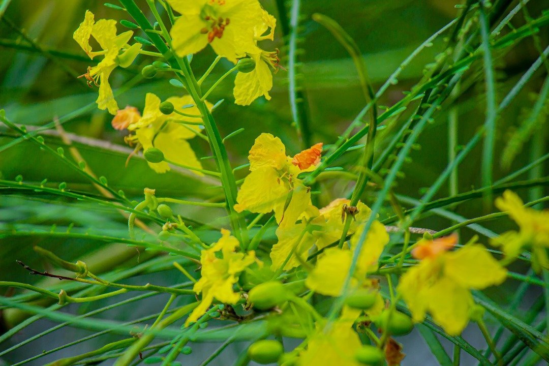 Parkinsonia_aculeata_plant.jpg Buy Parkinsonia aculeata - Live Plant Online Shopping for Sale - Image 1