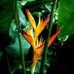 Buy Heliconia psittacorum - Live Plant Online Shopping for Sale