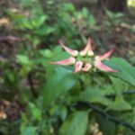 Buy Pedilanthus tithymaloides - Live Plant Online Shopping for 
Sale