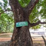 Buy Peltophorum pterocarpum - Live Plant Online Shopping for Sale