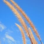 Buy Green fountain grass - Live Plant Online Shopping for Sale