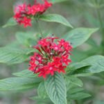 Buy Pentas lanceolata - Live Plant Online Shopping for Sale