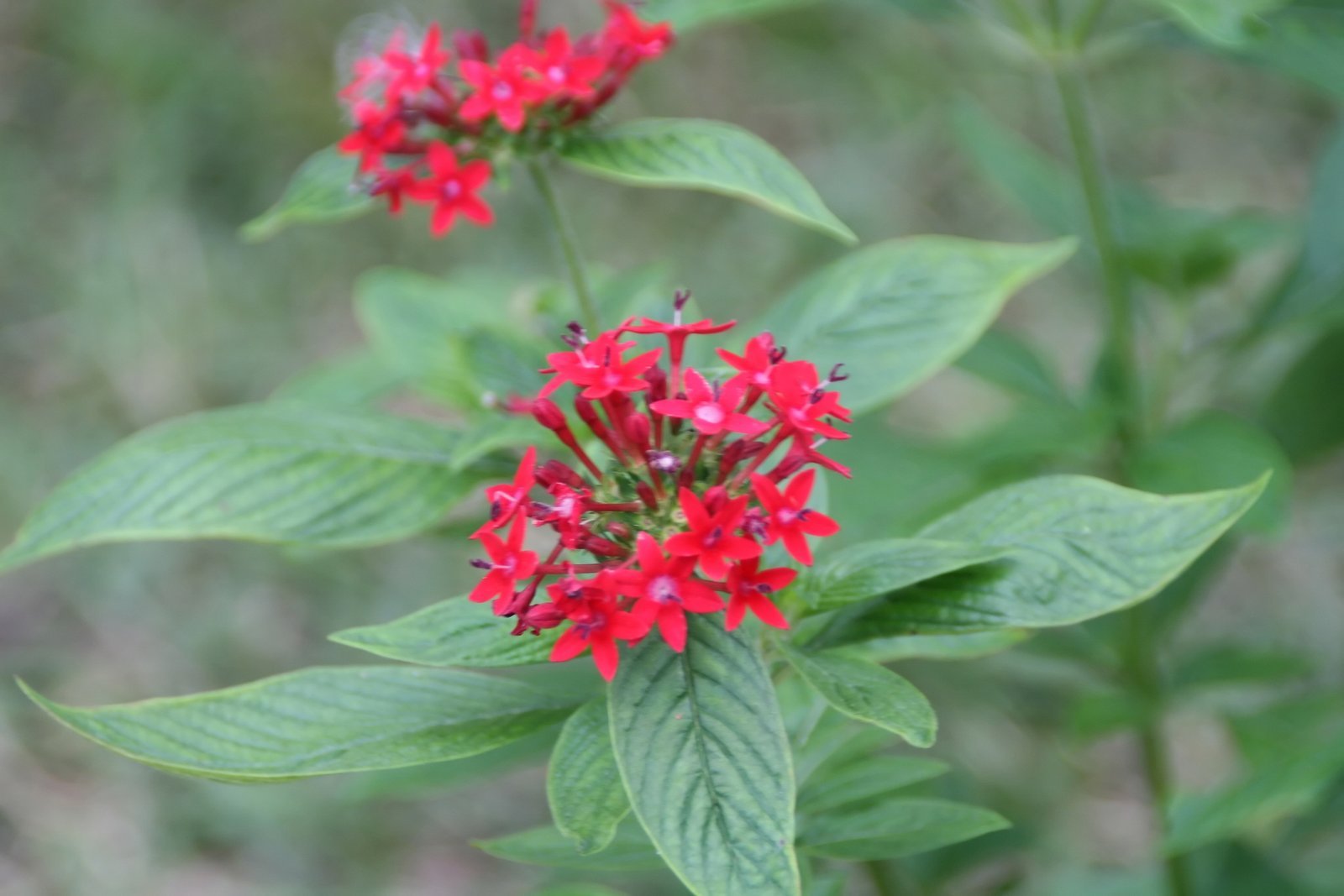 Pentas_lanceolata_18zz.jpg Buy Pentas lanceolata - Live Plant Online Shopping for Sale - Image 1