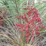 Buy Phoenix pusilla - Live Plant Online Shopping for Sale