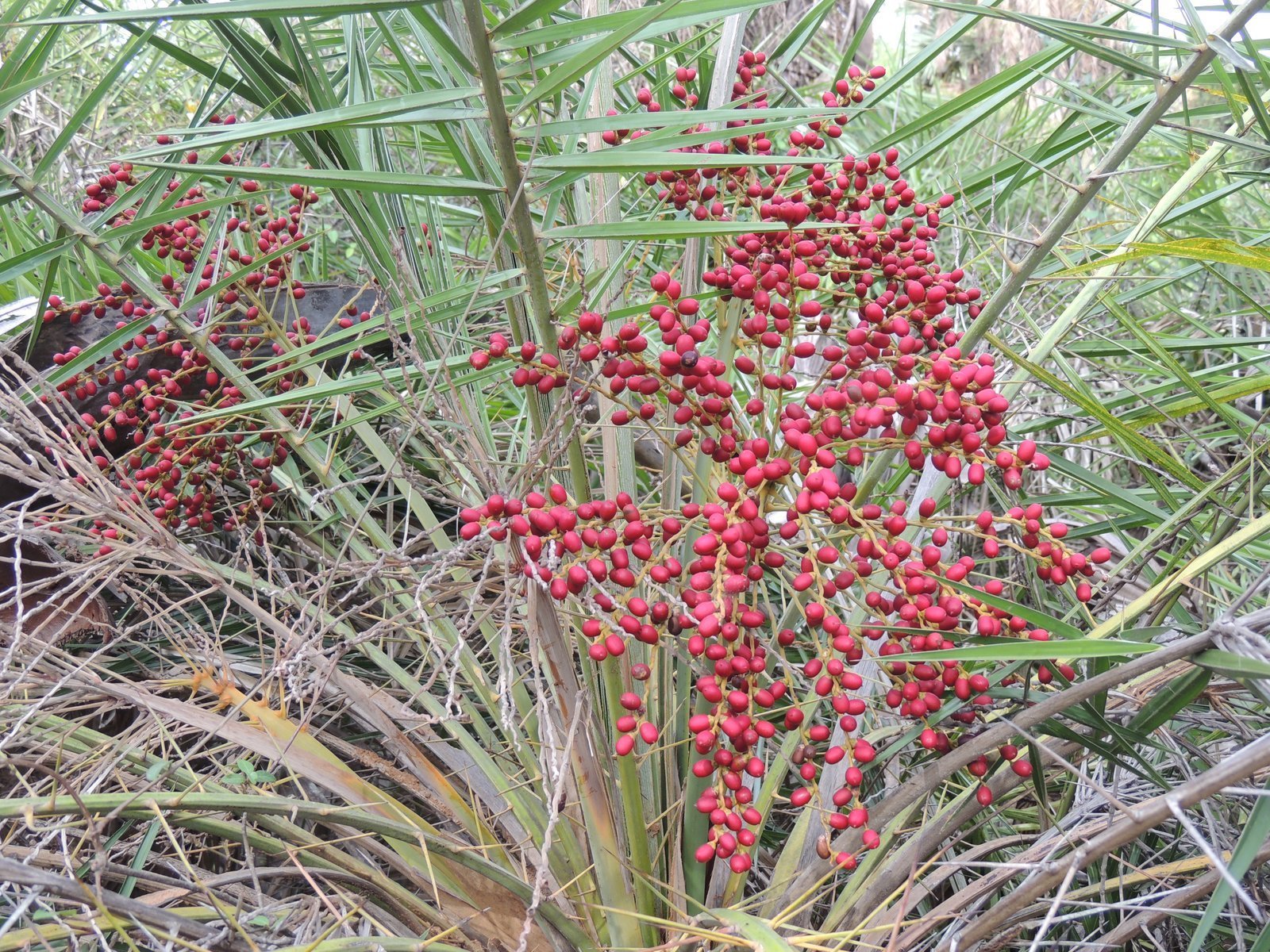 Phoenix_pusilla.jpg Buy Phoenix pusilla - Live Plant Online Shopping for Sale - Image 1