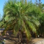 Buy Phoenix roebelenii - Live Plant Online Shopping for Sale