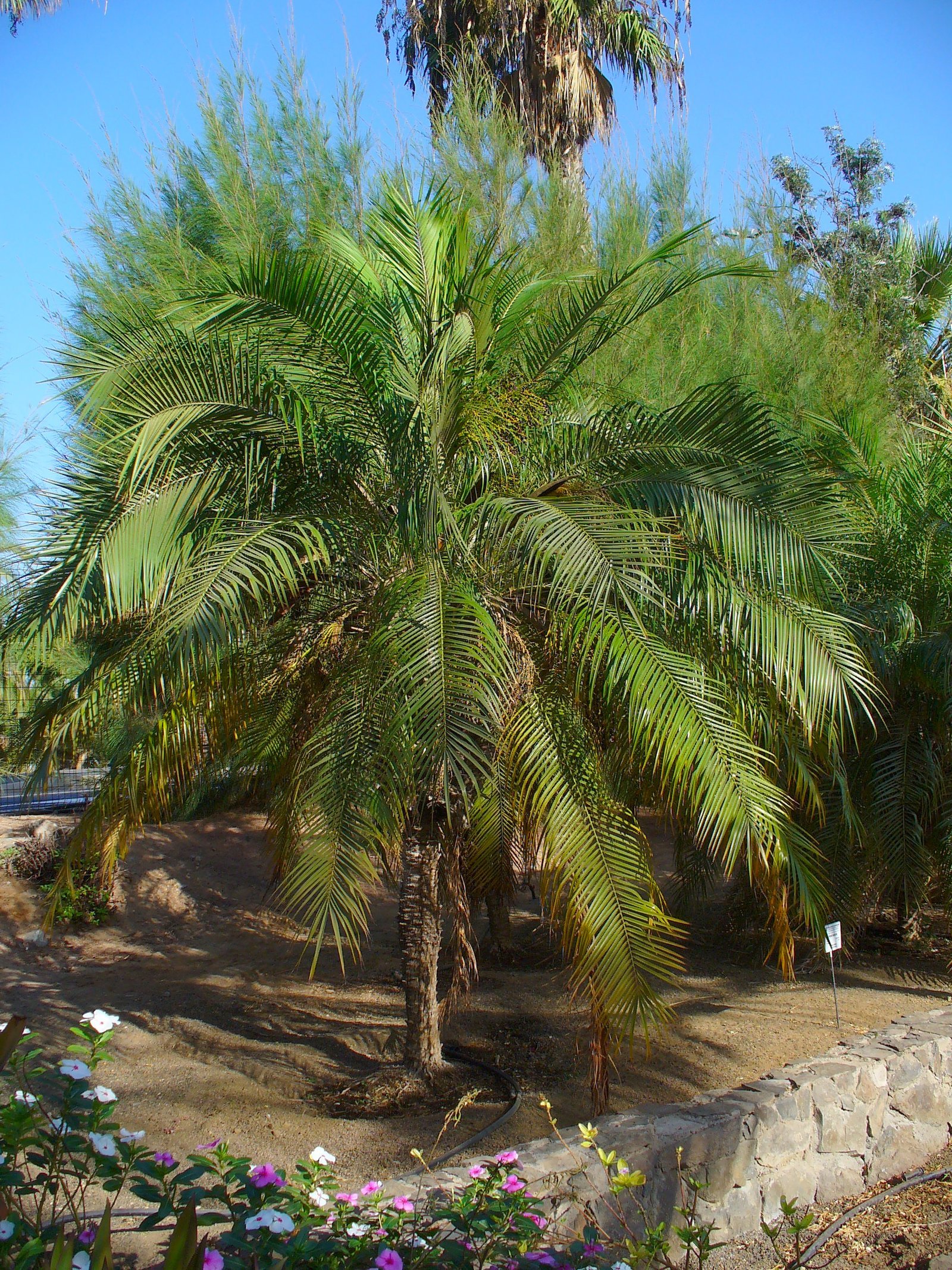 Phoenix_roebelenii_001.jpg Buy Phoenix roebelenii - Live Plant Online Shopping for Sale - Image 1