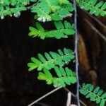 Buy Phyllanthus polyphyllus - Live Plant Online Shopping for Sale