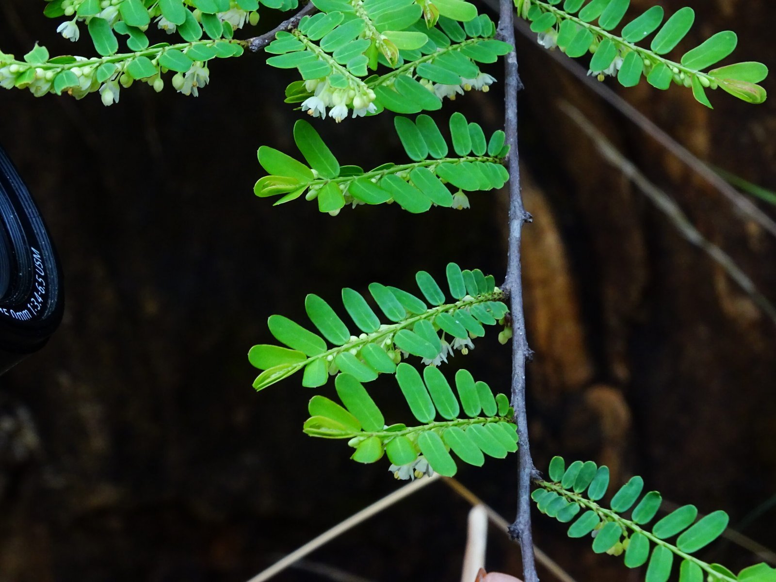 Phyllanthus_polyphyllus_06-scaled-1.jpg Buy Phyllanthus polyphyllus - Live Plant Online Shopping for Sale - Image 1