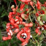 Buy Pithecellobium dulce - Live Plant Online Shopping for Sale