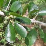 Buy Plecospermum spinosum - Live Plant Online Shopping for Sale