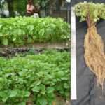 BUY PLECTRANTHUS VETTIVEROIDES, COLEUS VETTIVEROIDES, VILAMICHAI 
VER, COLEUS VETTIVEROIDES ROOT - RAW, கருப்பு 
வெட்டிவேர், விளாமிச்சை - 
Live plant online shopping for sale