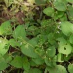 Buy Plectranthus mollis - Live Plant Online Shopping for Sale