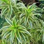Buy Pleomele reflexa var variegata - Live Plant Online Shopping 
for Sale