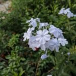 Buy Blue Leadwort, Plumbago Capensis - Blue, Karunkodiveli, Nila 
chitramoola, Neela koduveli, Nalla Chitramoola, Chitrak, 
கருங்கொடிவேலி, चित्र - Live 
plant online shopping for sale