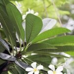 Buy Plumeria obtusa - Live Plant Online Shopping for Sale