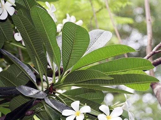 Plumeria_obtusa.jpg Buy Plumeria obtusa - Live Plant Online Shopping for Sale - Image 1