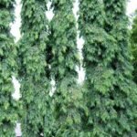 Buy Polyalthia longifolia - Live Plant Online Shopping for Sale