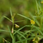 Buy Polygala elongata, Periyanangai, 
பெரியாநங்கை - Live plant online shopping 
for sale