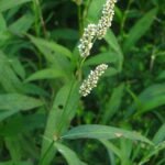 Buy Polygonaceae - Patrick and Heidi - Live Plant Online Shopping 
for Sale