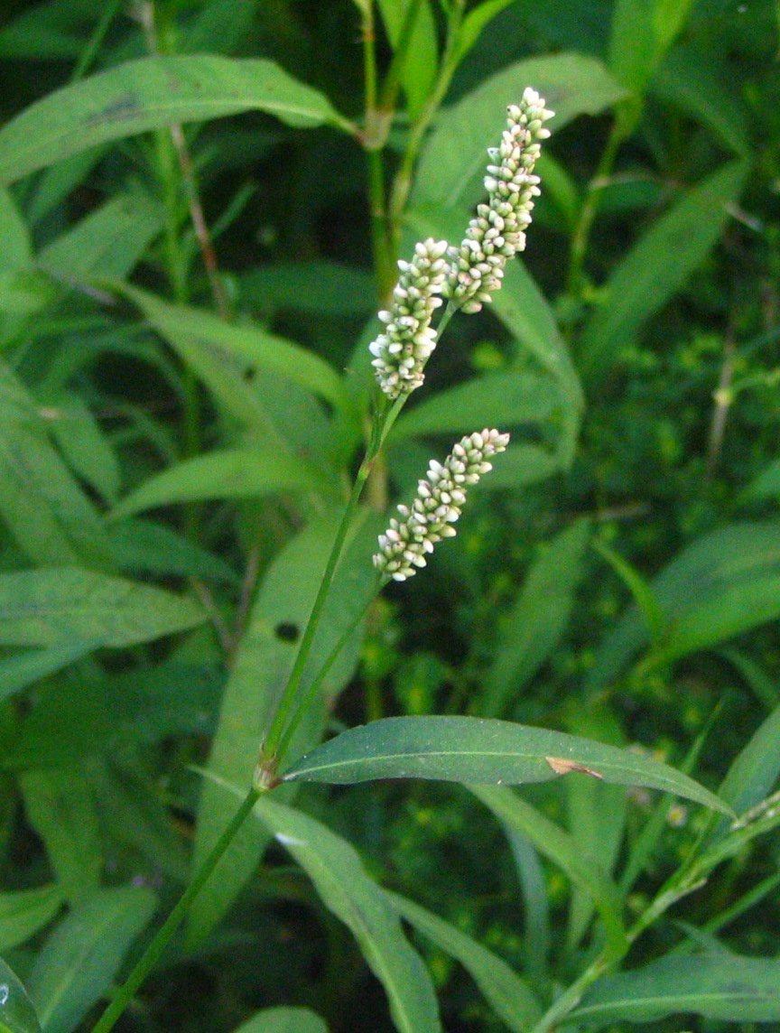 Polygonum_persicaria_bgiu.jpg Buy Polygonaceae - Patrick and Heidi - Live Plant Online Shopping
for Sale - Image 1