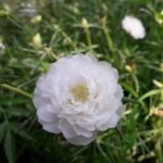 Buy Portulaca grandiflora - Live Plant Online Shopping for Sale